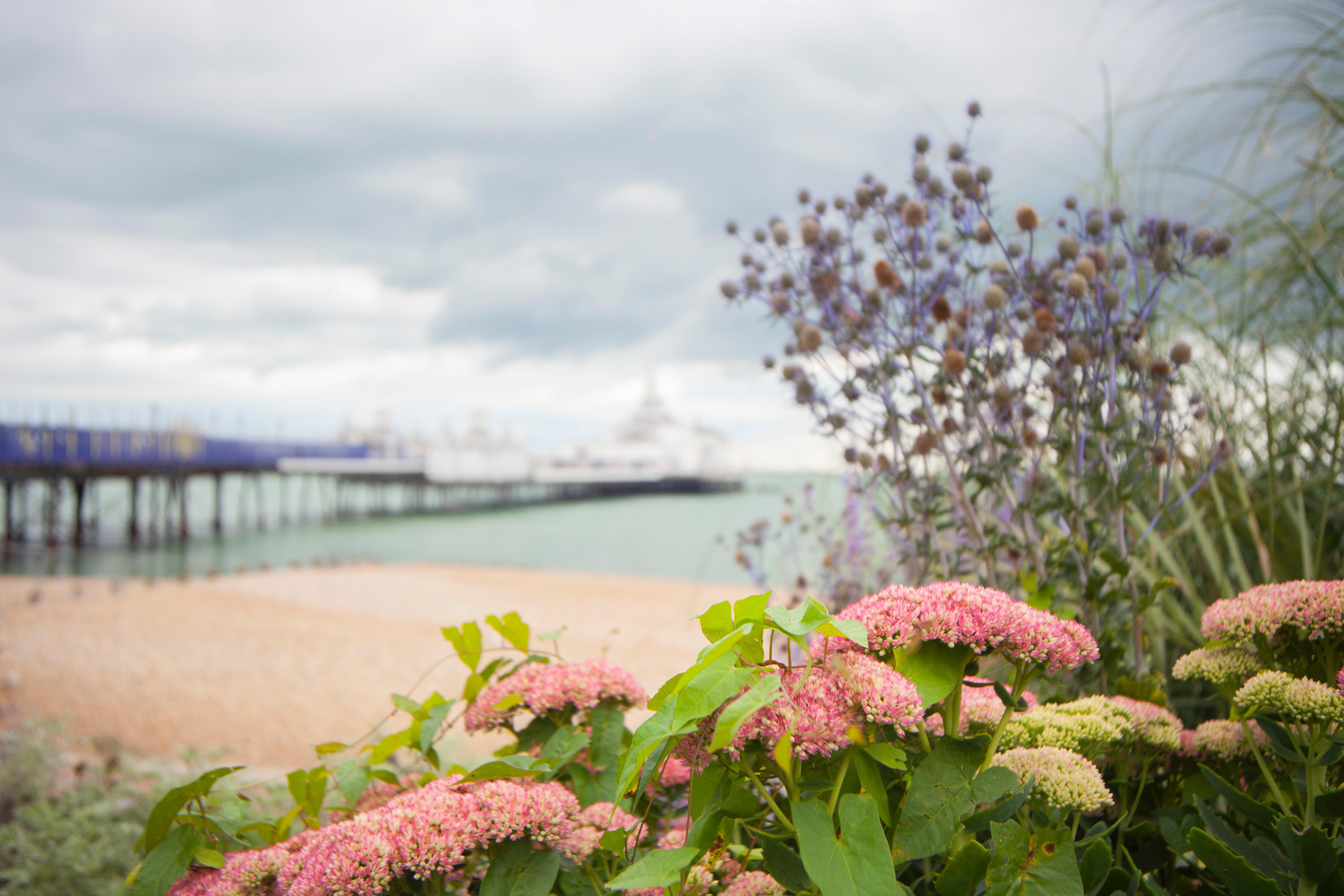 Western Citrus WTA Eastbourne